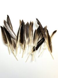 Feathers